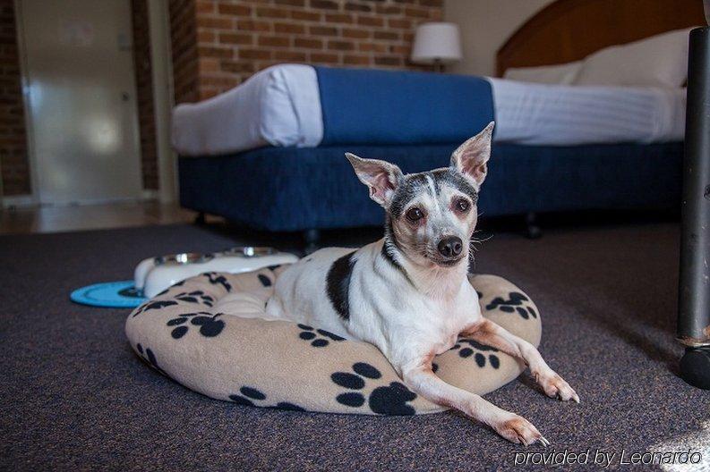 Country Comfort Terrigal Bagian luar foto